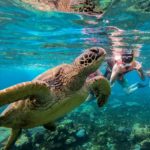 APO ISLAND DAY TOUR – Experience swimming with the Sea Turtles !