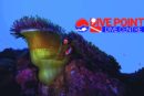 Siquijor , An Island Renowned For Its Variety of Macro Life, Healthy Reefs, Steep Deep Walls and Coral Gardens.