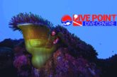 Siquijor , An Island Renowned For Its Variety of Macro Life, Healthy Reefs, Steep Deep Walls and Coral Gardens.