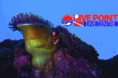 Siquijor , An Island Renowned For Its Variety of Macro Life, Healthy Reefs, Steep Deep Walls and Coral Gardens.
