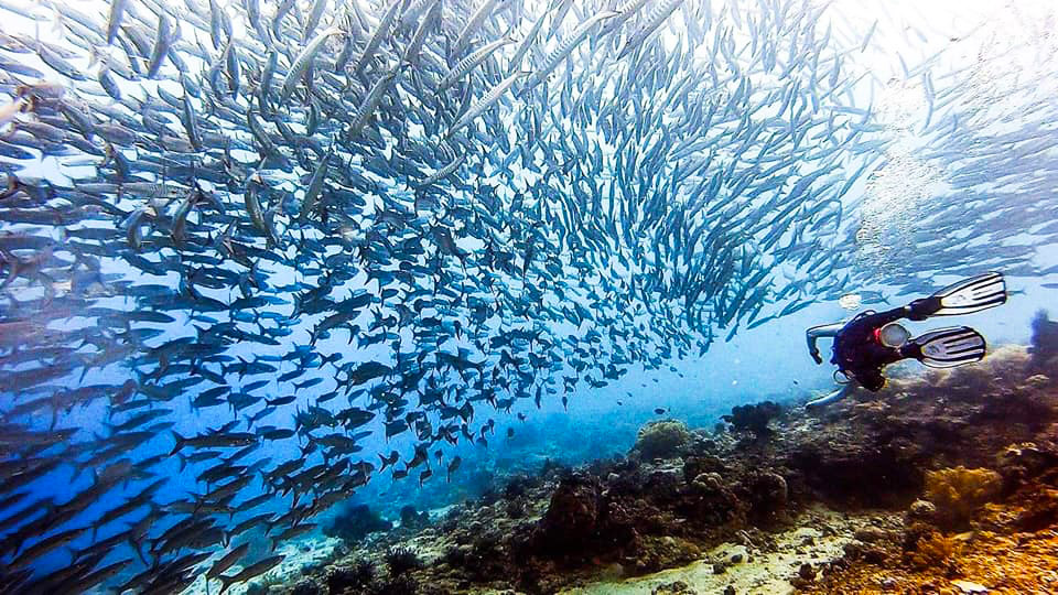 Photo Credits: Wang Zipeng - https://www.facebook.com/Go.dive.TDI Photo Credits: Wang Zipeng - https://www.facebook.com/Go.dive.TDI