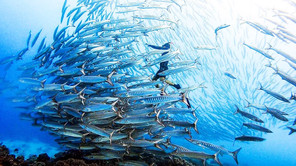 Photo Credits: Wang Zipeng - https://www.facebook.com/Go.dive.TDI Photo Credits: Wang Zipeng - https://www.facebook.com/Go.dive.TDI